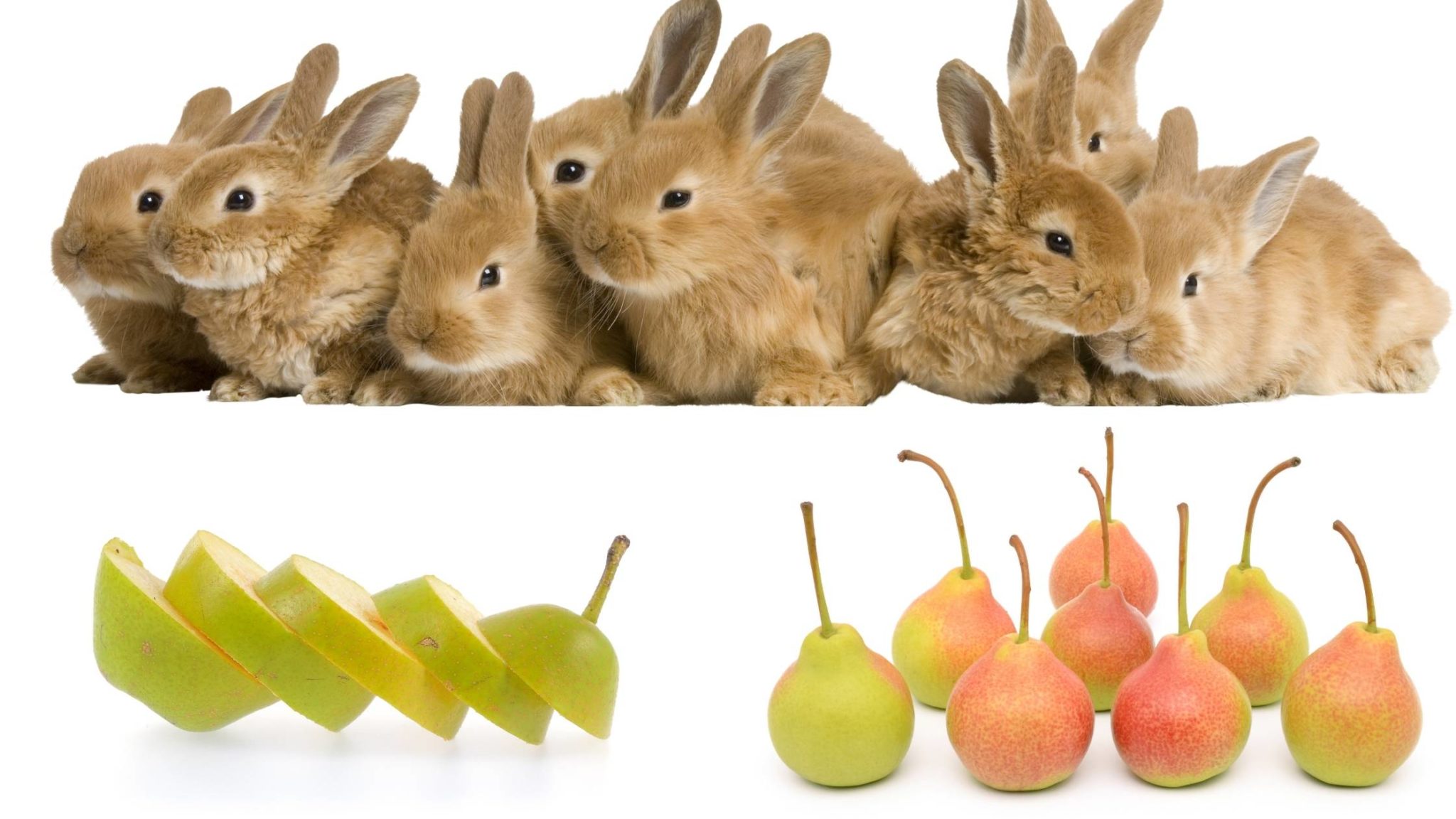 Can Rabbits Eat Pears? Are they Safe and Healthy?