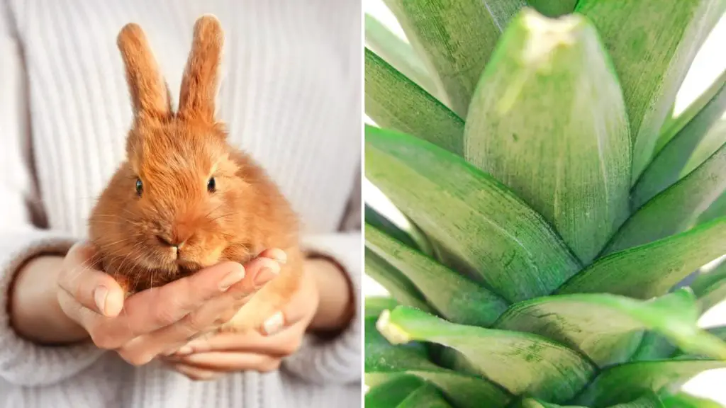 can rabbits eat pineapple leaves