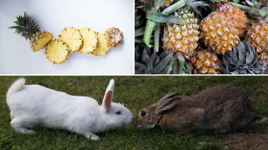 can rabbits eat pineapple skin