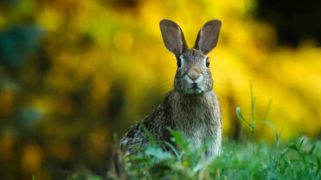 can rabbits have pears