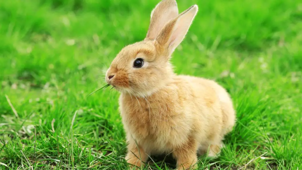 can rabbits have pineapple 4 can rabbits eat pineapple can rabbits have pineapple