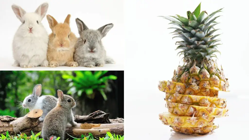 do bunnies eat pineapple