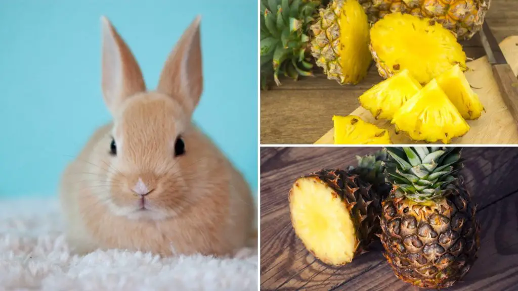 is pineapple good for rabbits