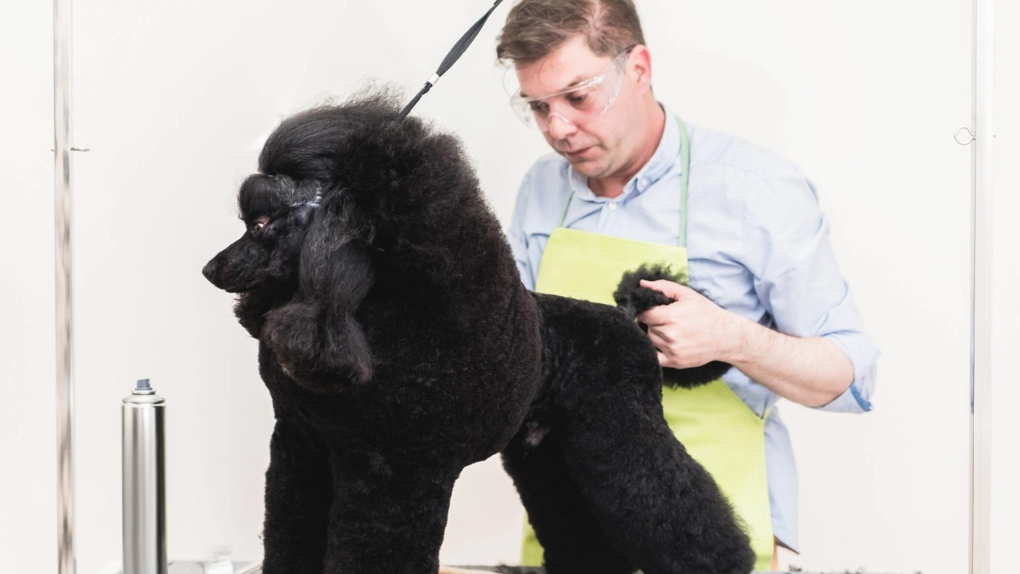 Poodle Tail Docking Why do They cut off Poodle Tails?