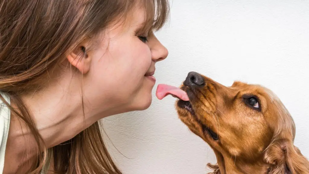 why do dogs lick you (2)