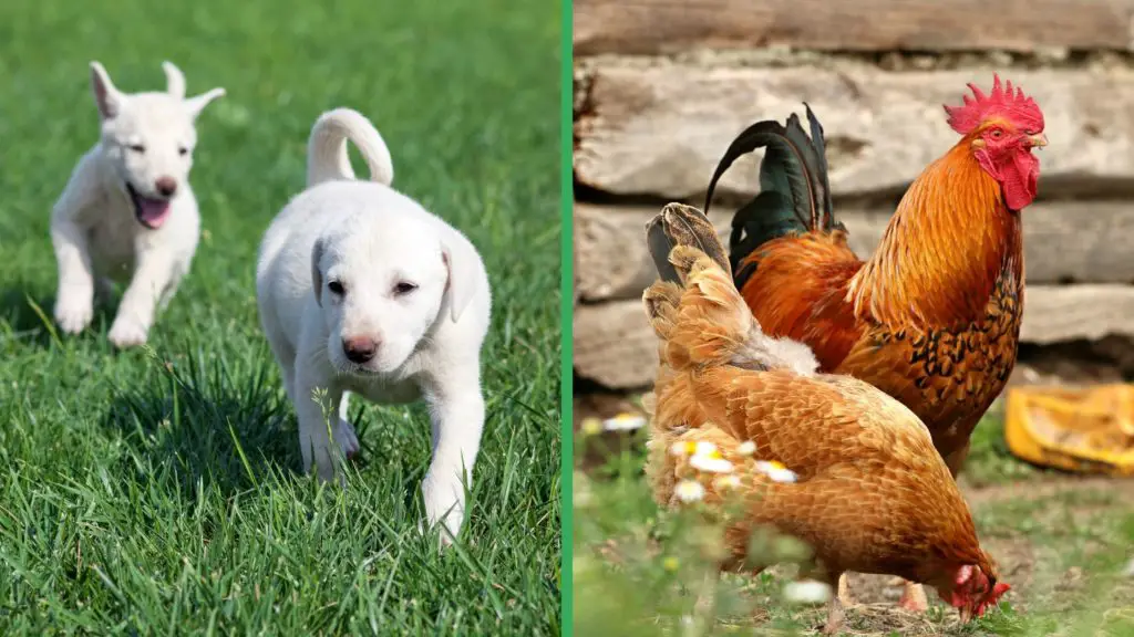 Are Akbash Dogs Good with Chickens