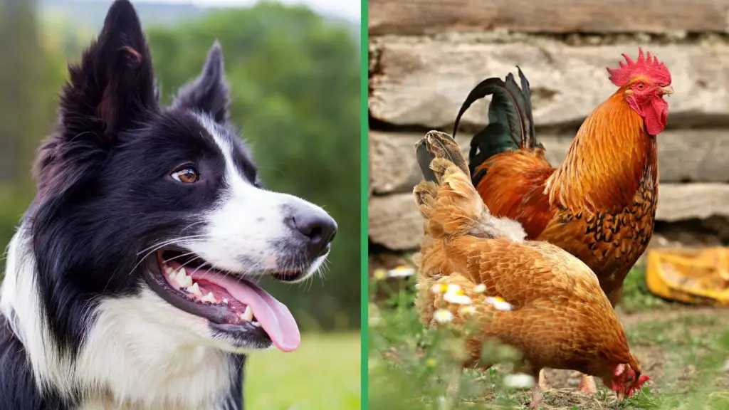 Are Border Collie Dogs Good with Chickens