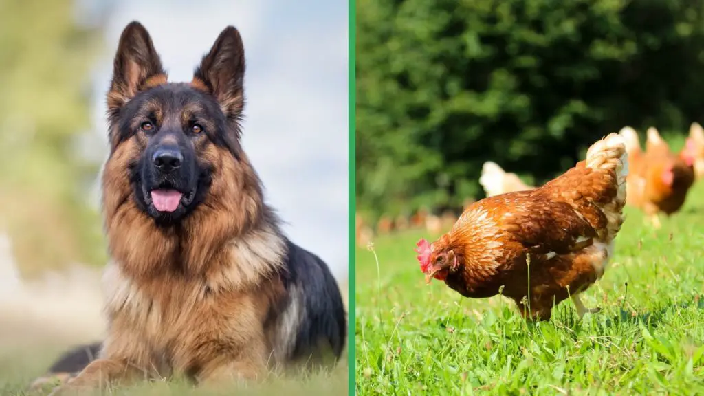 Are German Shepherd Dogs Good with Chickens