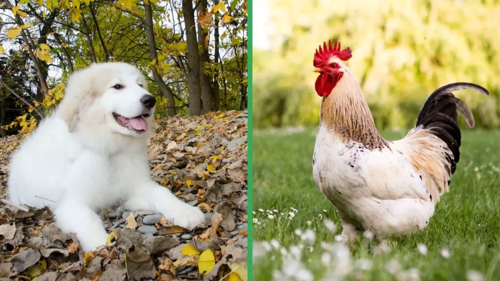 Are Great Pyrenees Dogs Good with Chickens