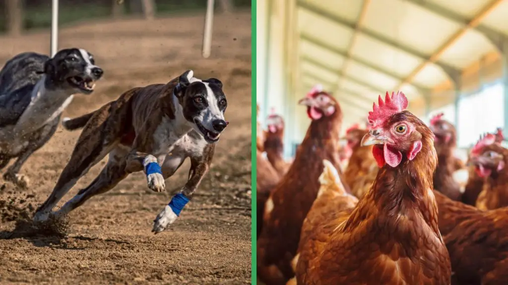 Are Greyhound Dogs Good with Chickens