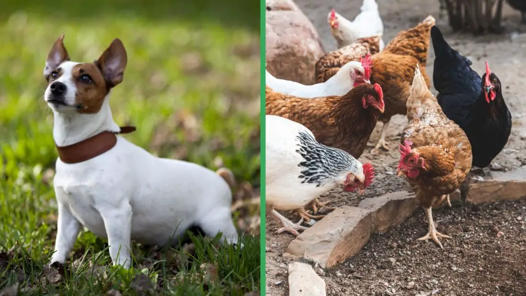 Are Jack Russell Terrier Dogs Good with Chickens