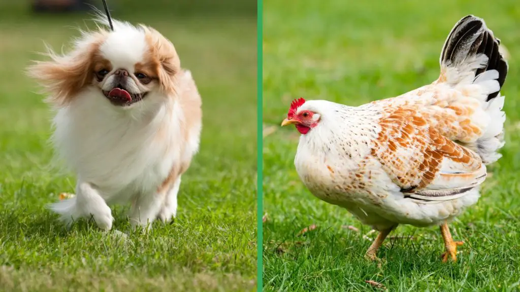 Are Japanese Chin Dogs Good with Chickens