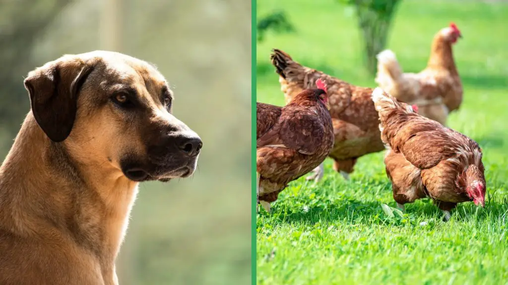 Are Kangal Dogs Good with Chickens