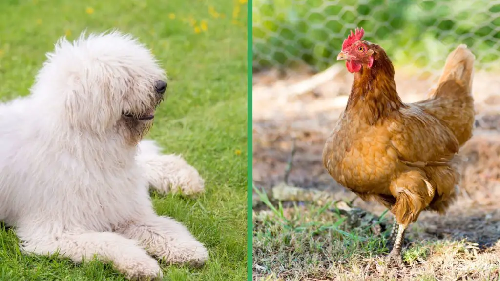 Are Komondor Dogs Good with Chickens