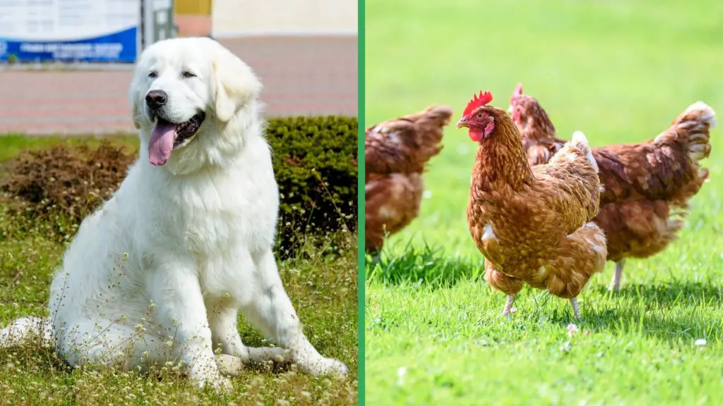 Are Kuvasz Dogs Good with Chickens