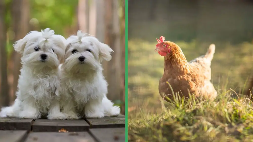 Are Maltese Dogs Good with Chickens