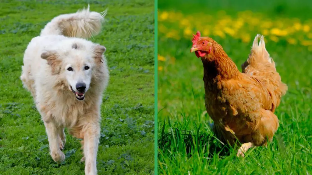 Are Maremma Sheepdog Dogs Good with Chickens