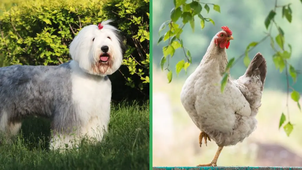 Are Old English Sheepdog Dogs Good with Chickens