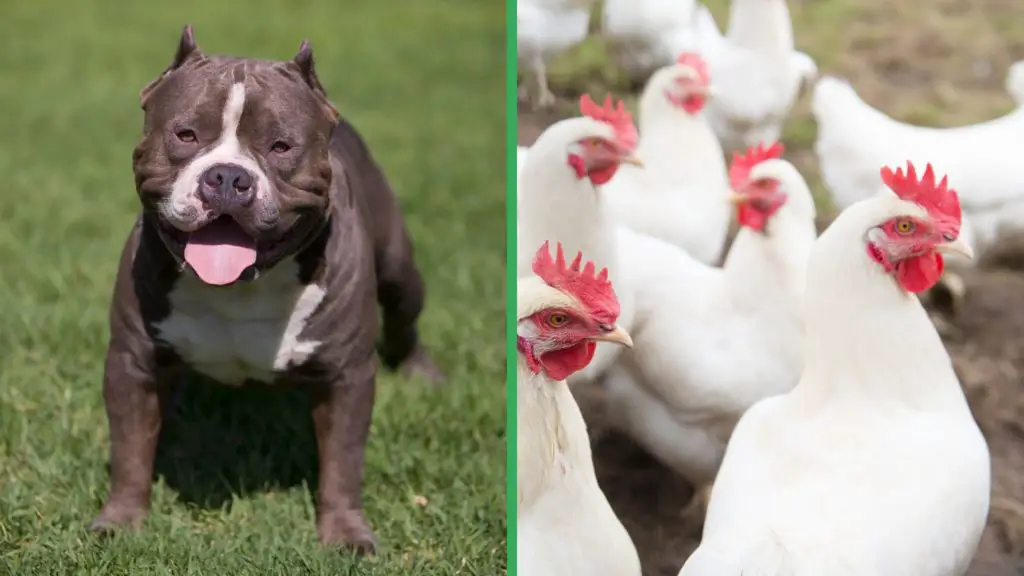 Are Pitbull Dogs Good with Chickens