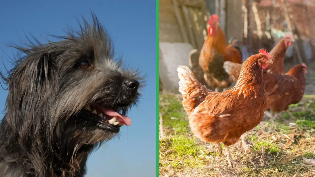 Are Pyrenean Mastiff Dogs Good with Chickens