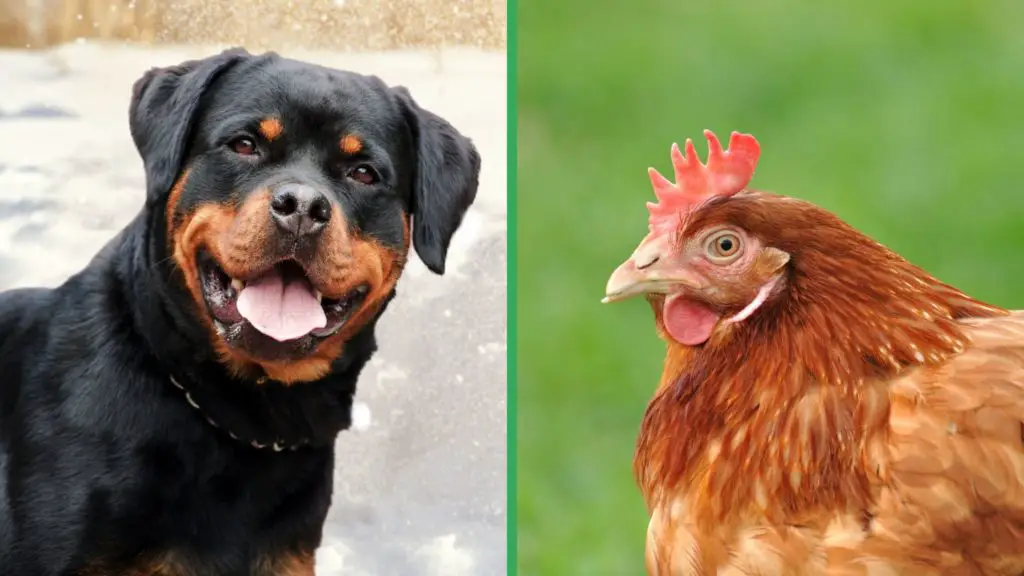 Are Rottweiler Dogs Good with Chickens