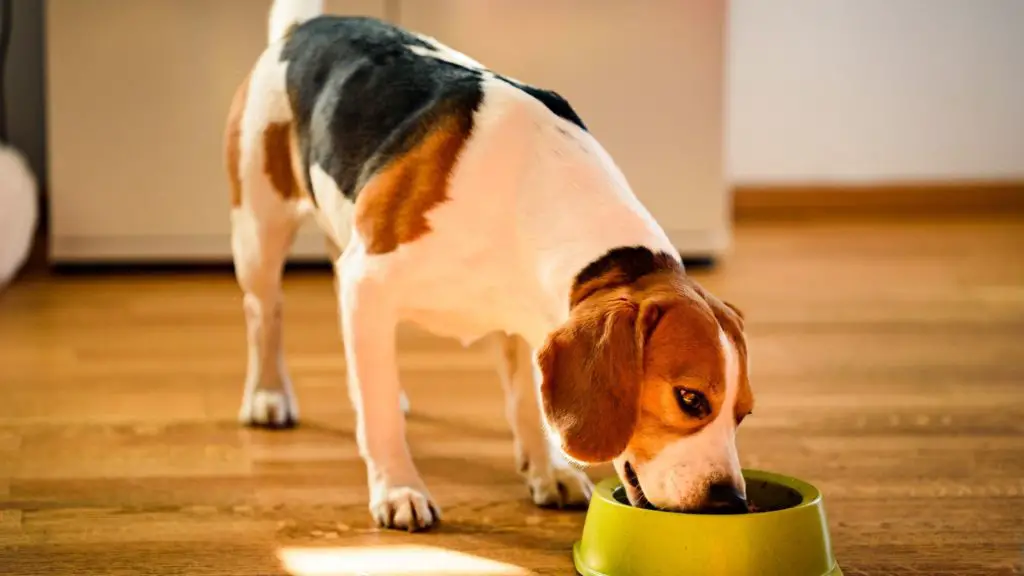 Are Scallops Safe for Dogs 3 Can Dogs Eat Scallops Are Scallops Safe for Dogs
