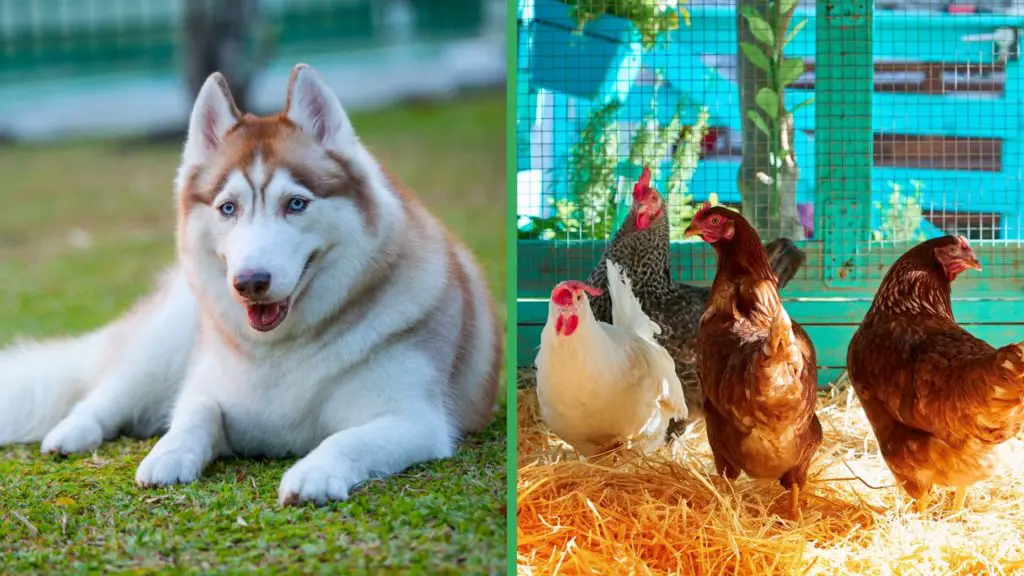 Are Siberian Husky Dogs Good with Chickens