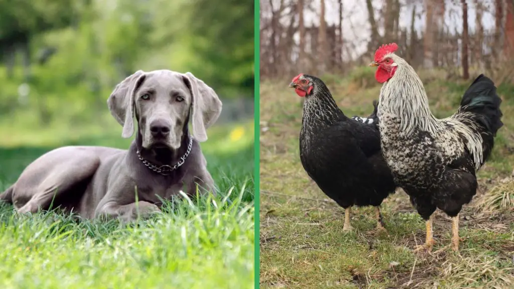 Are Weimaraner Dogs Good with Chickens