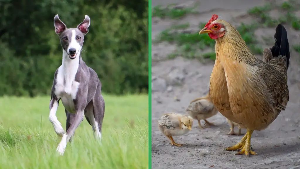 Are Whippet Dogs Good with Chickens
