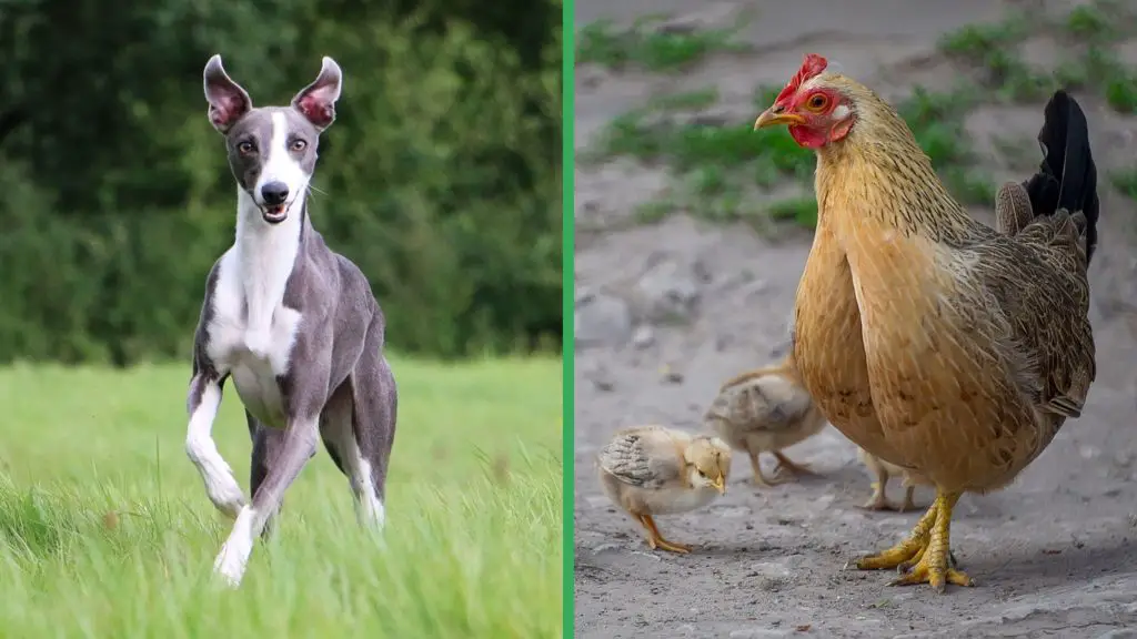 Are Whippet Dogs Good with Chickens 22 Best Dogs for Chickens Are Whippet Dogs Good with Chickens