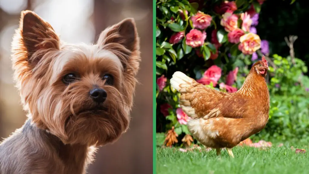 Are Yorkshire Terrier Dogs Good with Chickens