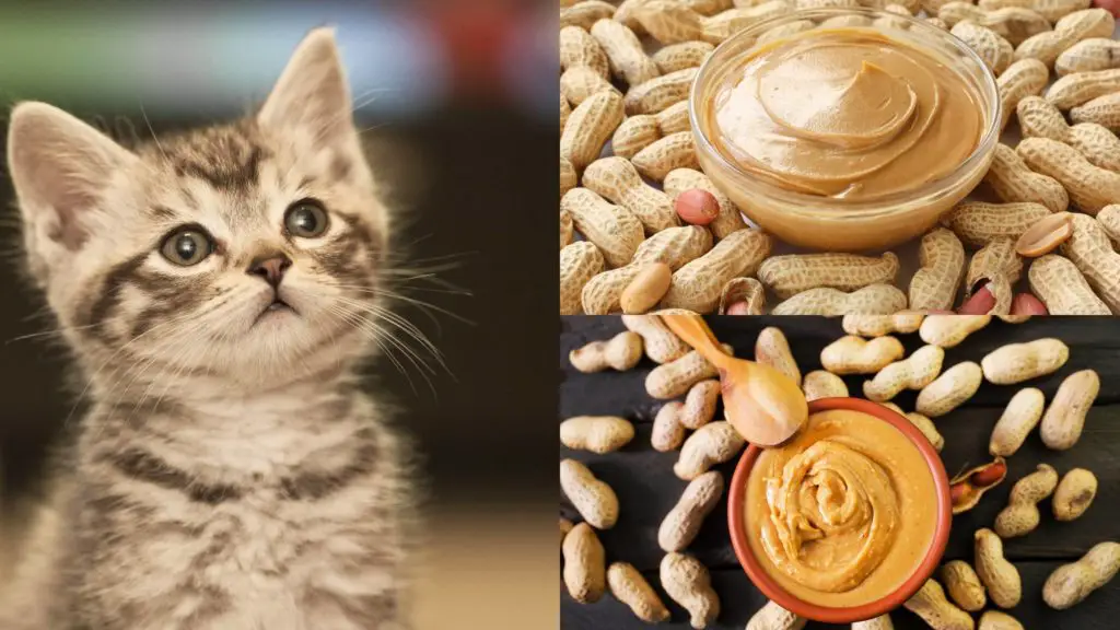 Can Cats Eat Peanut Butter