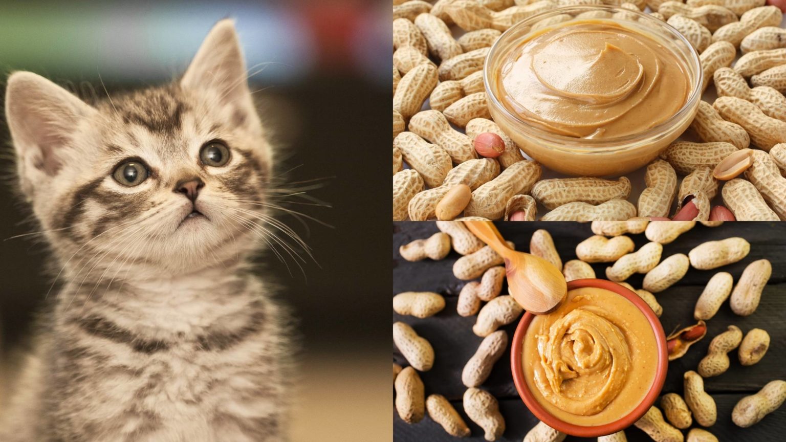 Can Cats Eat Peanut Butter The Full Guide