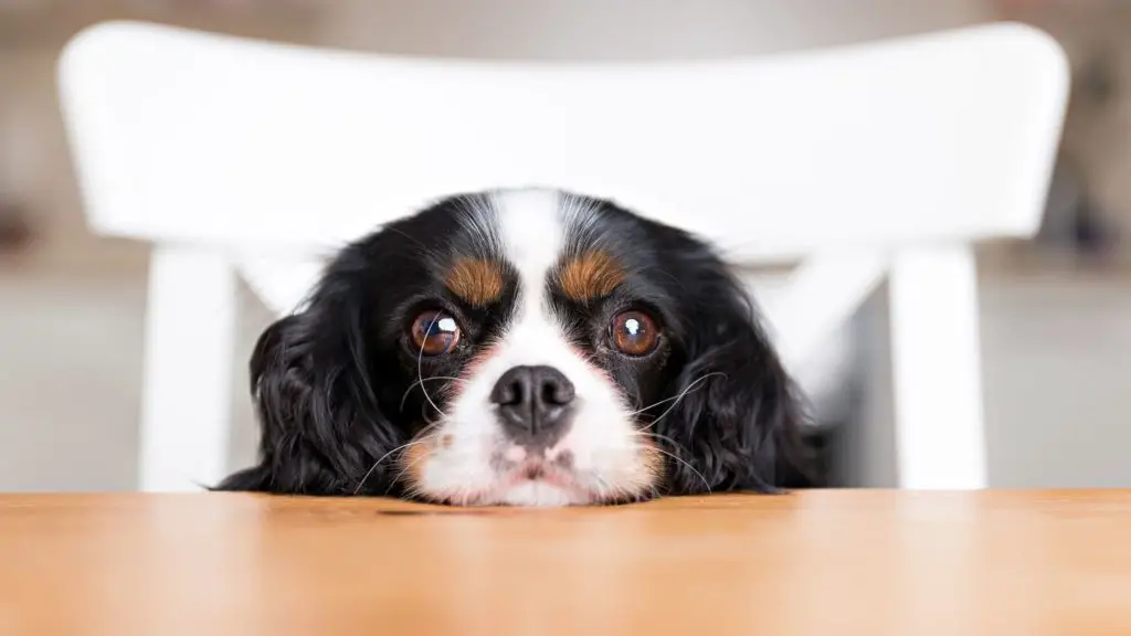Can Dogs Be Allergic to Pomelo 6 Can Dogs Eat Pomelo Fruit Can Dogs Be Allergic to Pomelo
