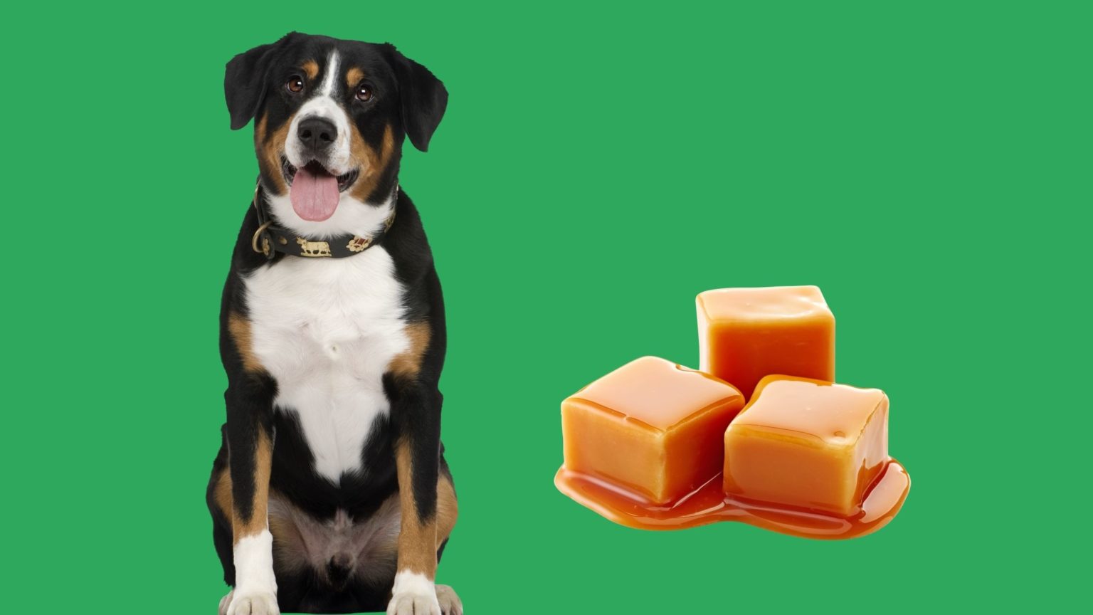 Can Dogs Eat Cajeta? What Does Caramel do to Dogs?