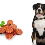 Can Dogs Eat Chorizo