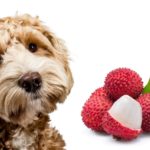 can dogs eat lychee fruit