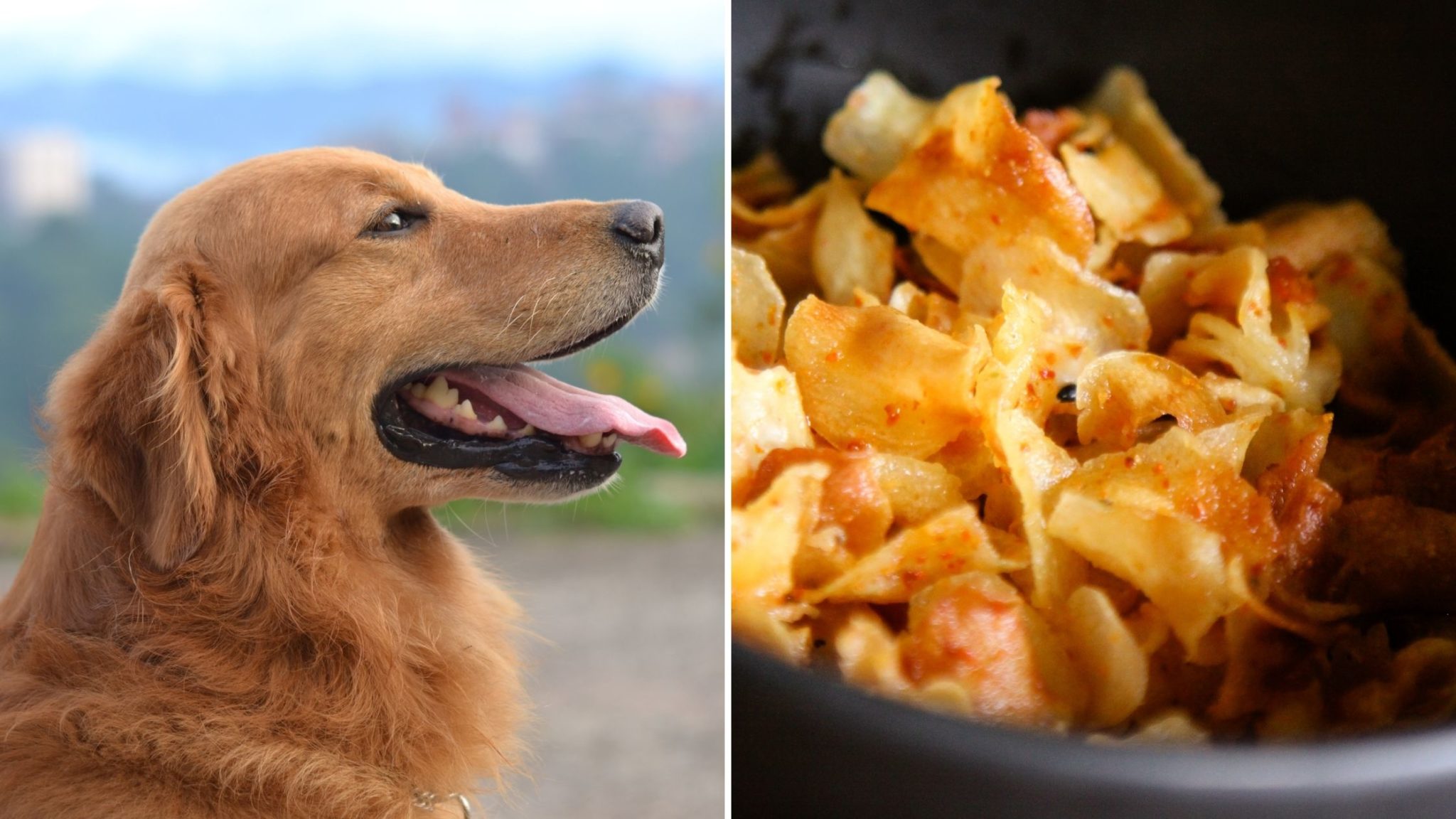 Can Dogs Eat Water Chestnuts? Everything You Need to Know