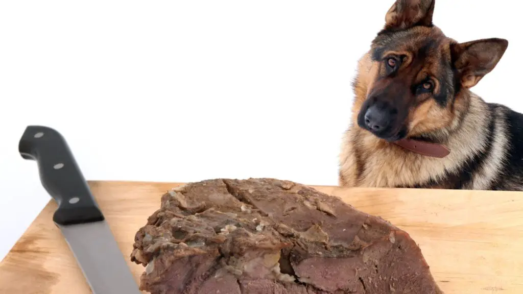 Can Dogs Eat Cow Tongue 2 Can Dogs Eat Cooked Cow Tongue Can Dogs Eat Cow Tongue