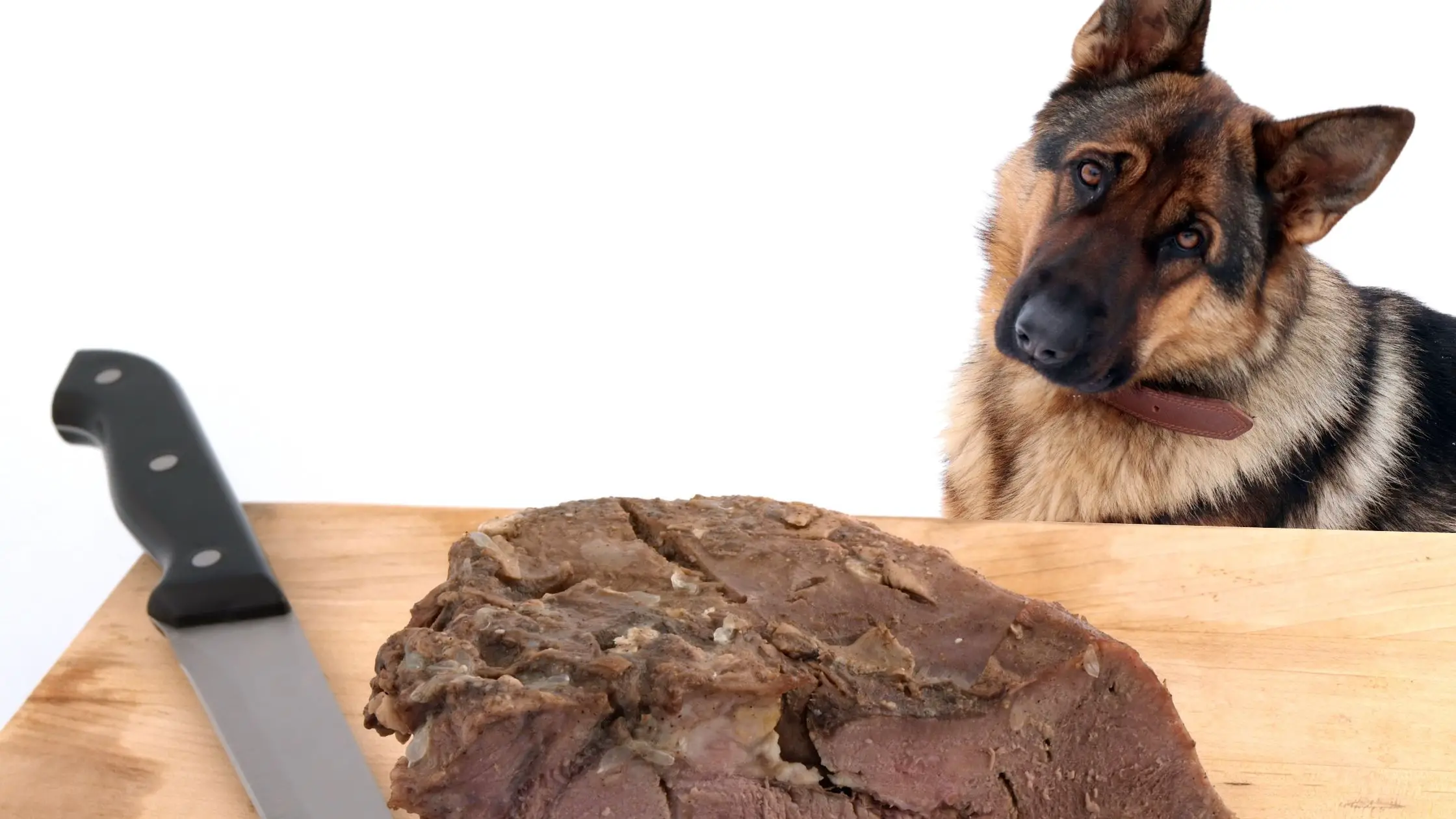 Can Dogs Eat Cooked Cow Tongue Is It Safe Can Dogs Eat Cooked Cow Tongue Is It Safe