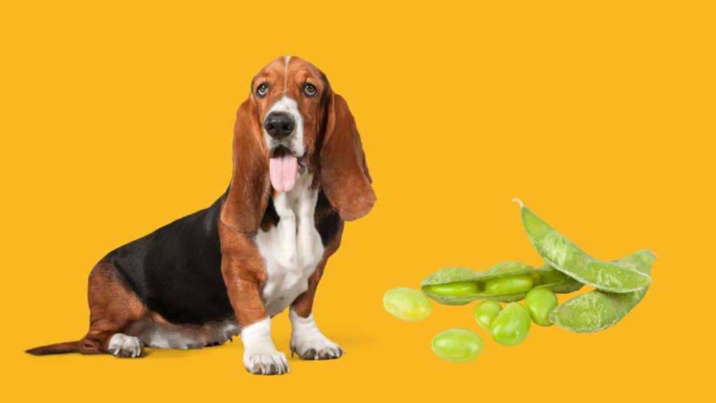 Can Dogs Eat Edamame 2 Can Dogs Eat Edamame Can Dogs Eat Edamame