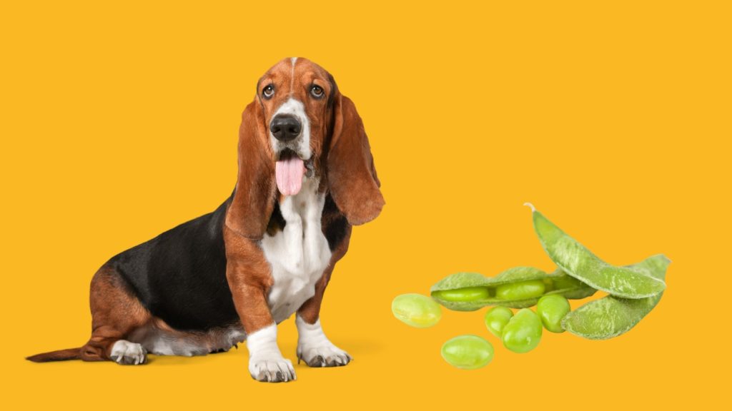 Can Dogs Eat Edamame