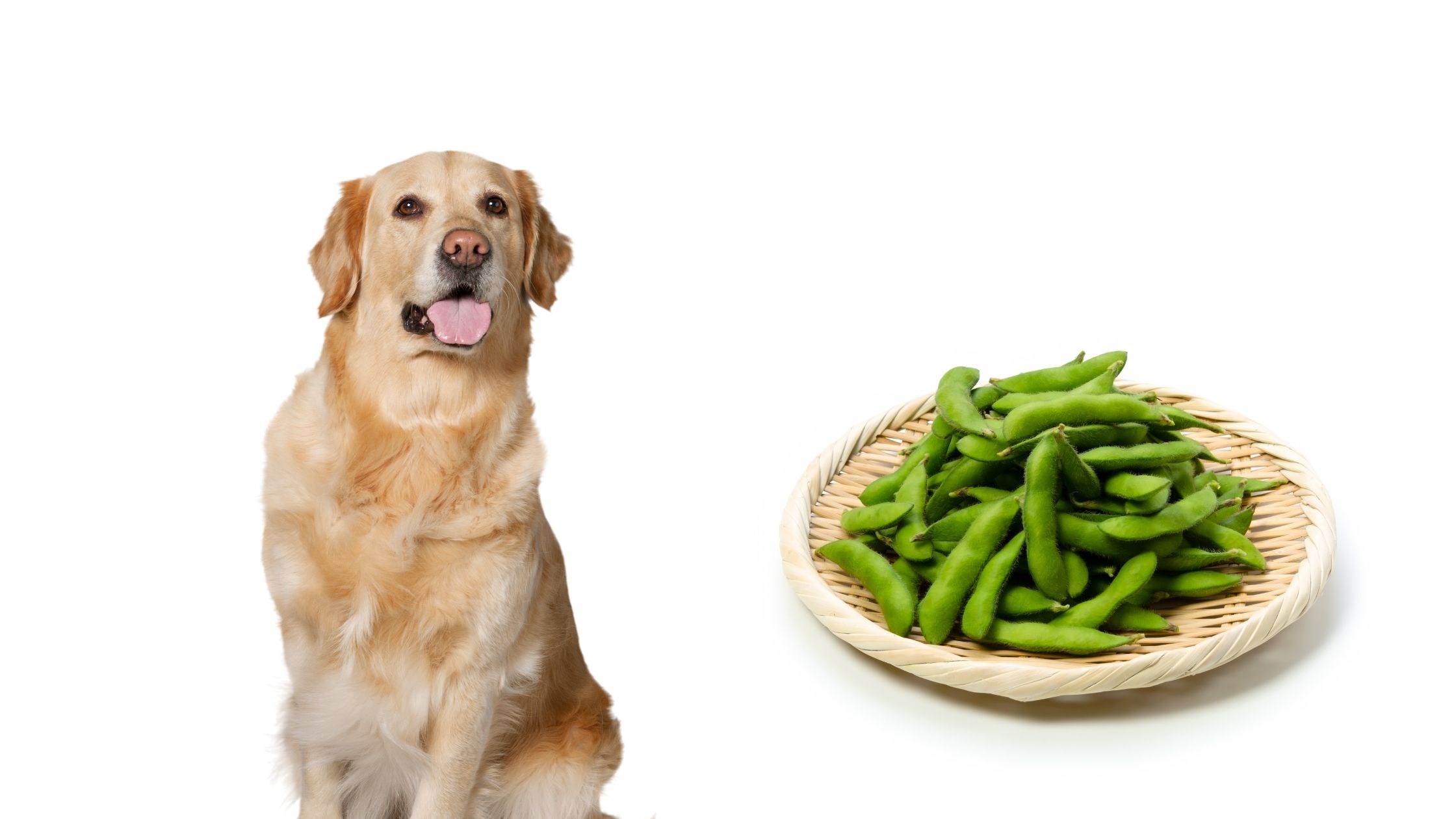 Can Dogs Eat Edamame Beans