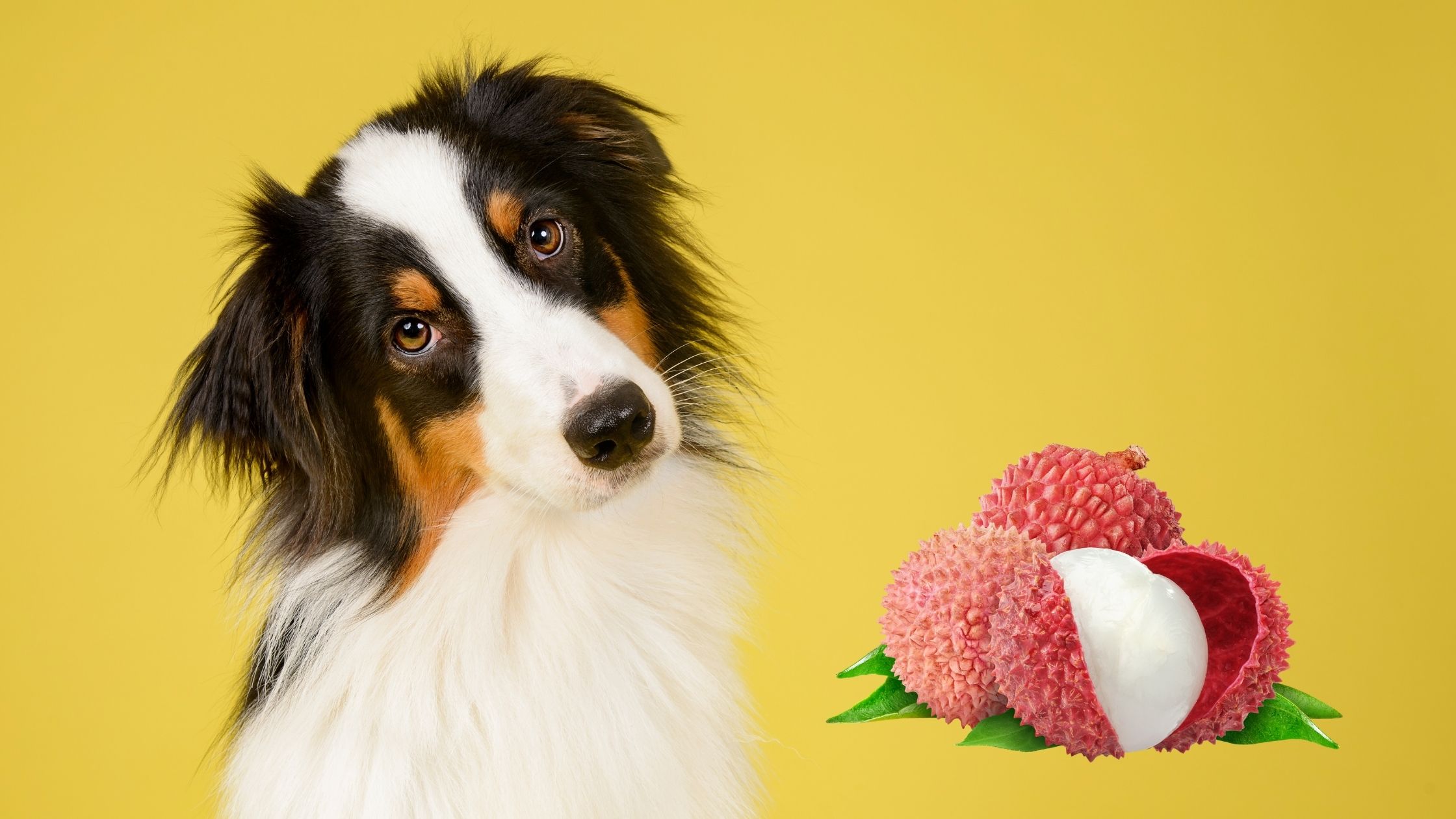 can dogs eat lychee fruit