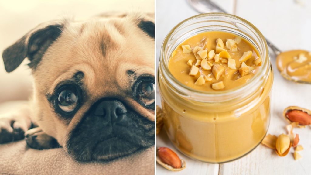 Can Dogs Eat Peanut Butter
