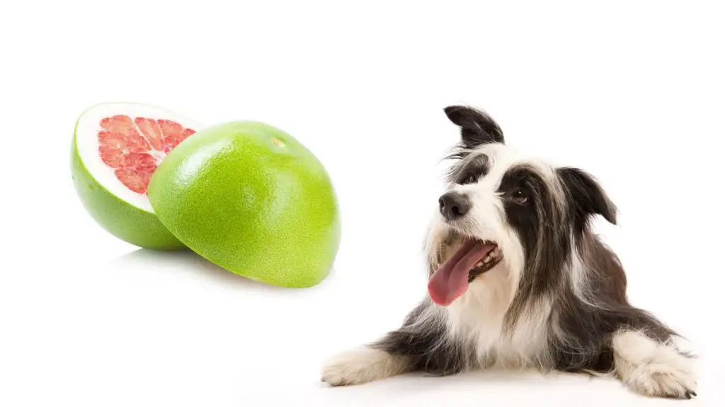 Can Dogs Eat Pomelo Fruit? Is It Safe?