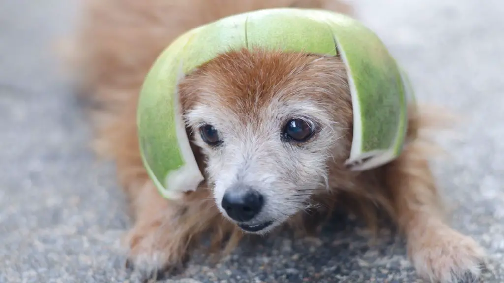 Can Dogs Eat Pomelo Fruit