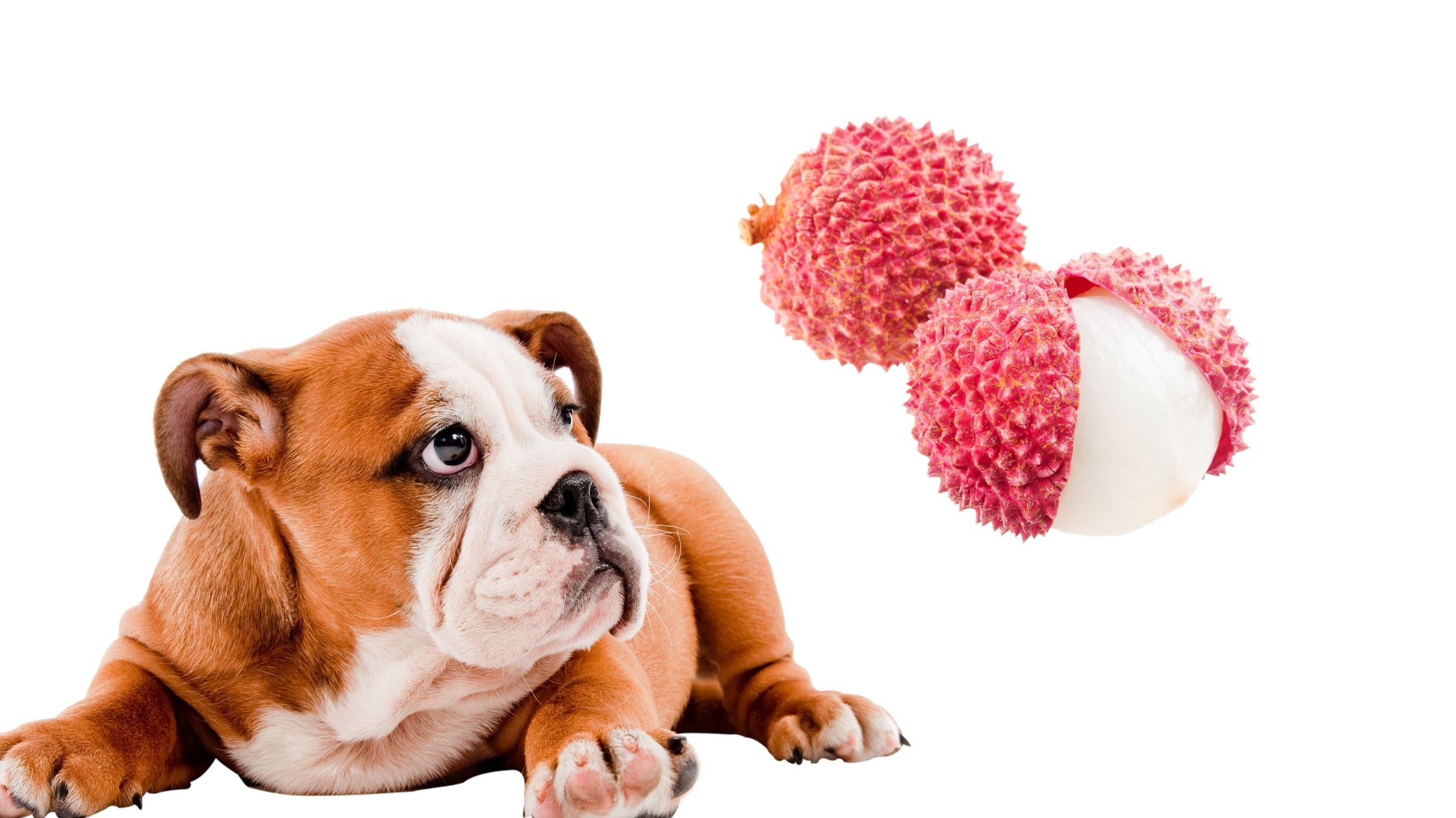 can dogs eat lychee fruit