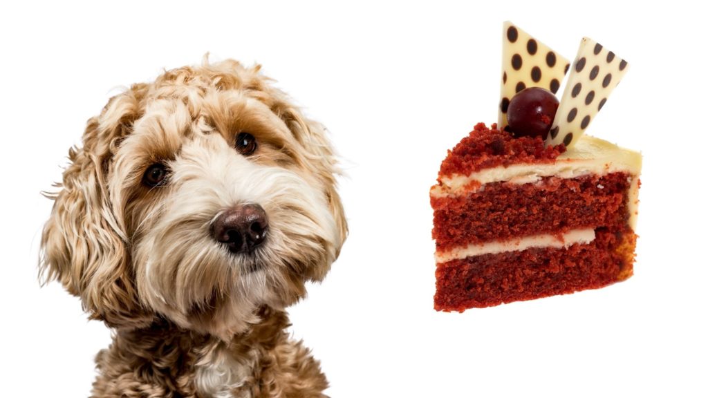 Can Dogs Eat Red Velvet Cake
