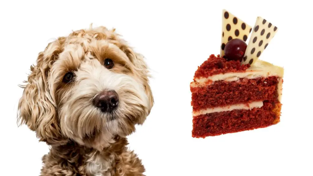 Can dogs eat red velvet cake shop